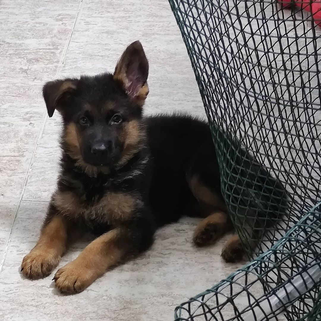 Bruce 10wks gsdh (15)