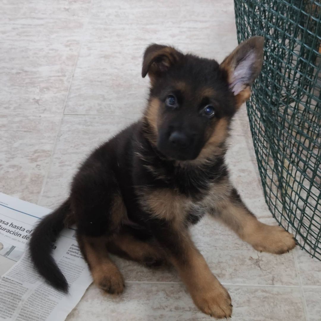 Bruce 10wks gsdh (4)