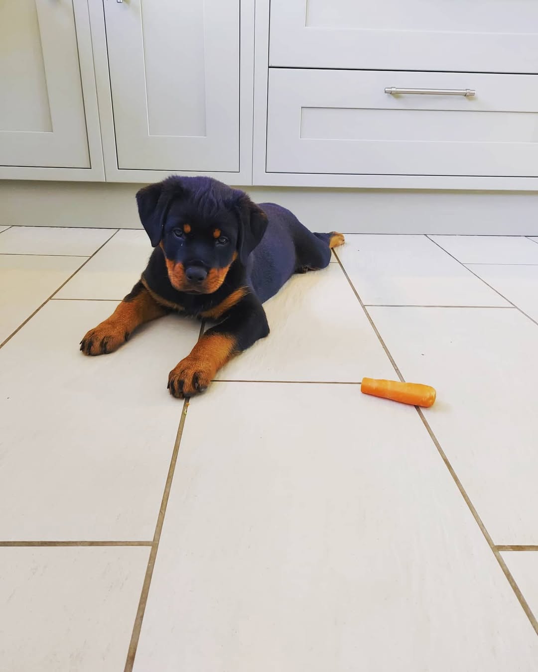 Celine 6-7weeks female. (2)