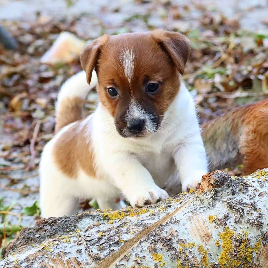 Cooper 8wks JK M (5)