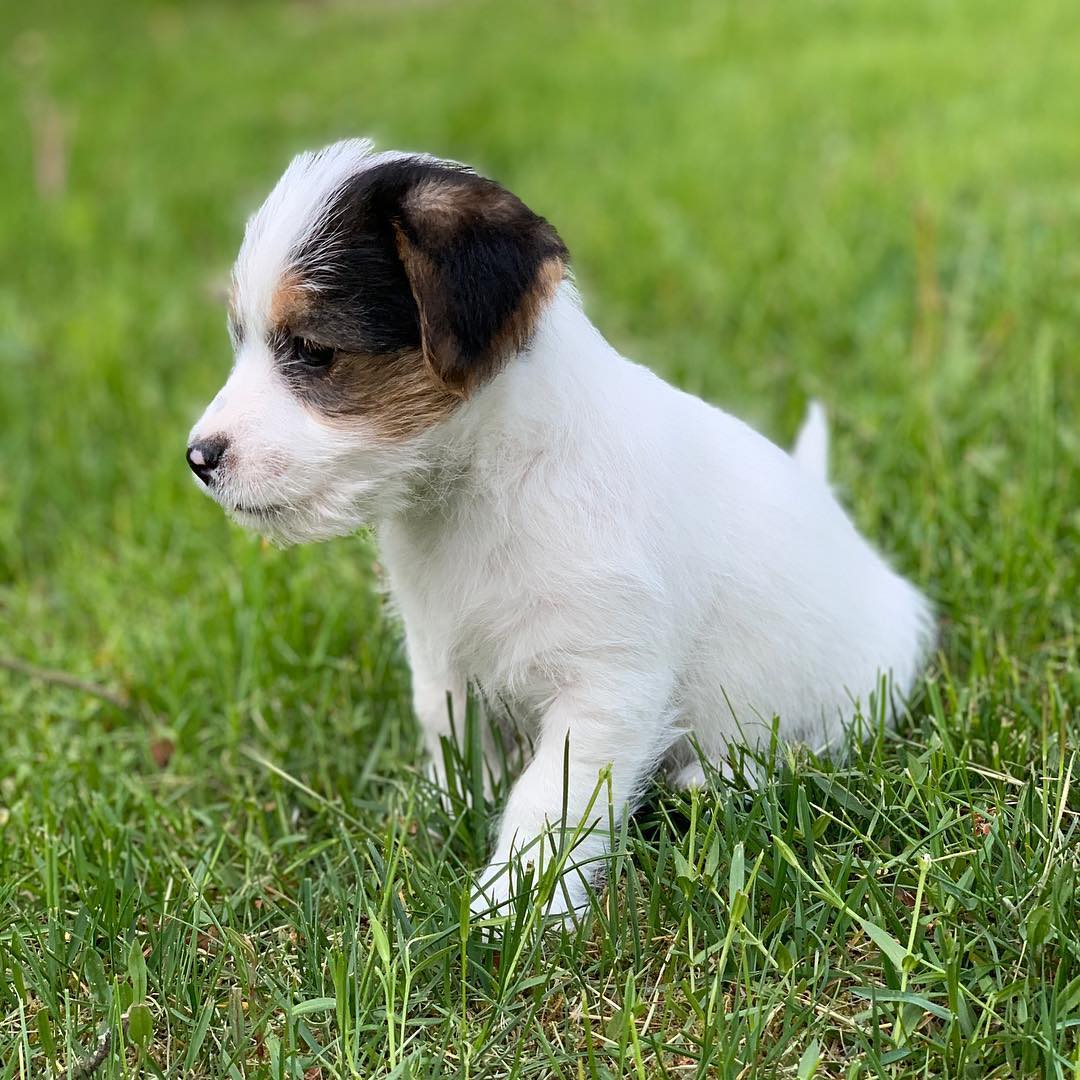 Harley JK 8wks f (9)