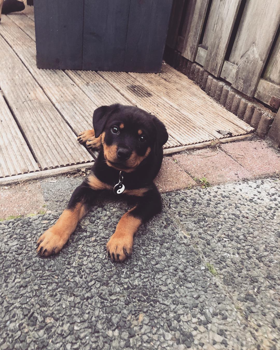 Larissa 8weeks female (1)