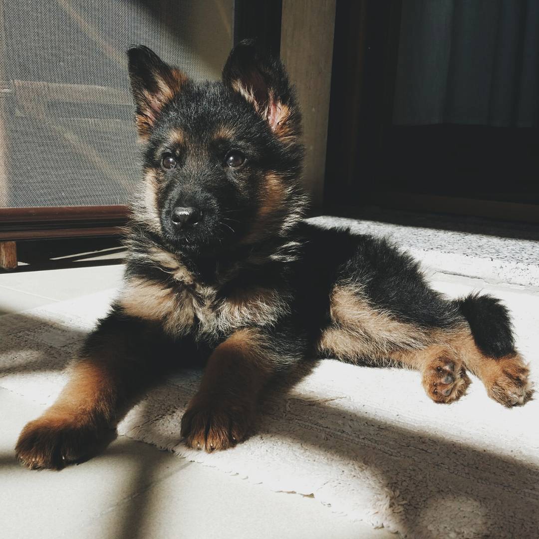 Ragnar 10wks M GSD (5)
