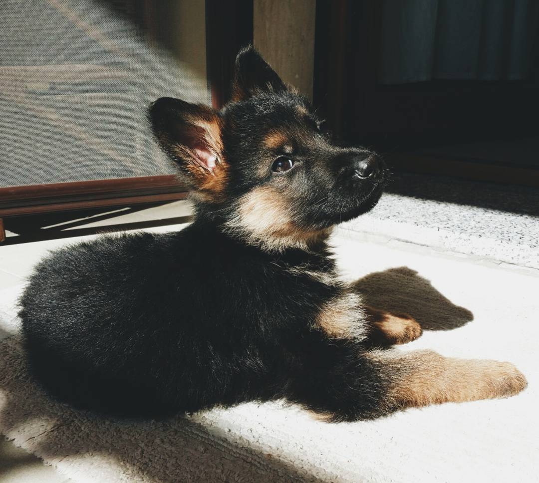 Ragnar 10wks M GSD (7)