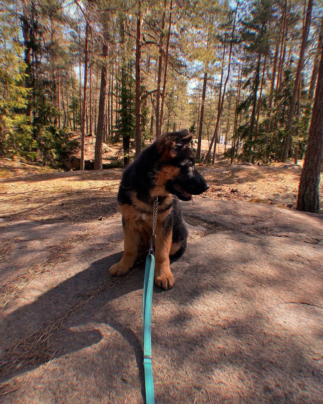 Zues 10wks GSHD M (11)