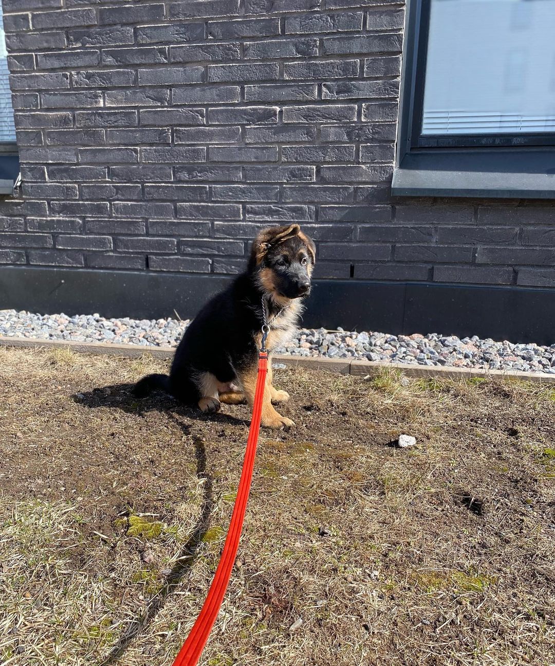 Zues 10wks GSHD M (13)